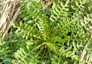 野生薺菜長什么樣？野生薺菜怎么識別？