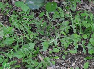 野生薺菜長什么樣？野生薺菜怎么識別？