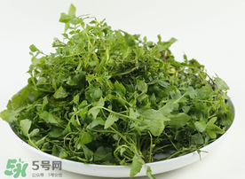 薺菜多少錢一斤？野生薺菜多少錢一斤？