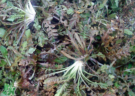 腎結(jié)石能吃薺菜嗎？腎結(jié)石可以吃薺菜嗎？