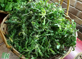 腎結(jié)石能吃薺菜嗎？腎結(jié)石可以吃薺菜嗎？