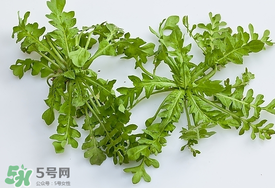 薺菜有蟲子嗎？薺菜根有蟲子嗎？