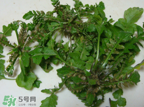 薺菜有蟲子嗎？薺菜根有蟲子嗎？