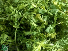 薺菜怎么保存？薺菜可以曬干存放嗎？