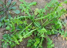 薺菜怎么保鮮？新鮮薺菜如何保鮮？