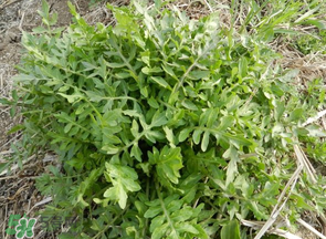薺菜什么季節(jié)有？薺菜什么時(shí)候上市？