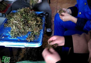 薺菜什么季節(jié)有？薺菜什么時(shí)候上市？