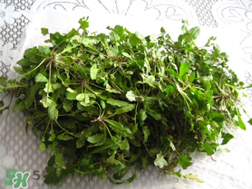 薺菜什么時候播種？薺菜什么時候挖？