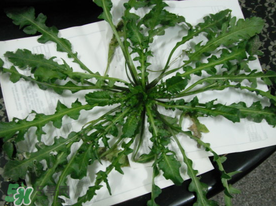 薺菜什么時候播種？薺菜什么時候挖？