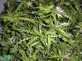 薺菜什么時候播種？薺菜什么時候挖？