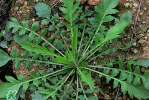 哺乳期能吃薺菜嗎？哺乳期吃薺菜會(huì)回奶嗎？