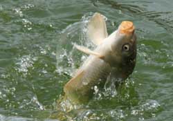 3月份釣什么魚？3月份怎么釣魚？