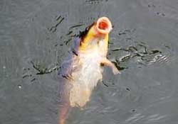 三月份釣鯉魚(yú)好釣嗎？3月份釣鯉魚(yú)用什么好？