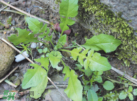 薺菜是什么菜？薺菜是什么野菜？
