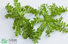 薺菜是什么菜？薺菜是什么野菜？