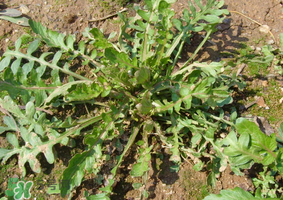 薺菜是什么菜？薺菜是什么野菜？