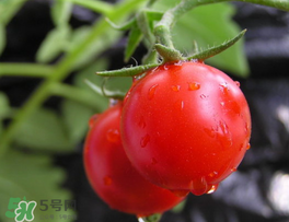 薺菜可以和西紅柿一起吃嗎？薺菜和西紅柿一起吃好嗎？