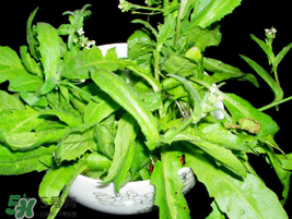 薺菜能和青菜一起吃嗎？薺菜和青菜一起吃好嗎？