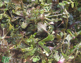 薺菜上有白點(diǎn)能吃嗎？薺菜背面有白點(diǎn)是什么？