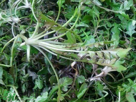 薺菜上有黑點能吃嗎？薺菜葉子上的黑點怎么回事？