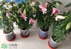 3月份可以種百合花嗎？百合幾月種植？