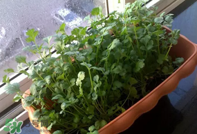 三月份可以種香菜嗎？香菜幾月份播種？