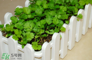 三月份可以種香菜嗎？香菜幾月份播種？