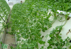 三月份可以種香菜嗎？香菜幾月份播種？