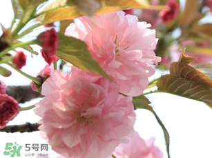 四月份還有櫻花嗎？四月份哪里有櫻花？