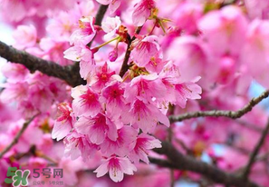 四月份還有櫻花嗎？四月份哪里有櫻花？