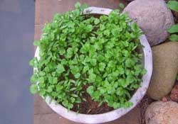 三月份可以種香菜嗎？香菜幾月份播種？