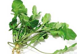 薺菜是什么菜？薺菜是什么野菜？