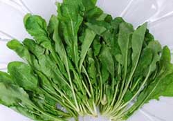 薺菜能和青菜一起吃嗎？薺菜和青菜一起吃好嗎？