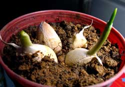 3月份可以種大蒜嗎？三月份種什么農(nóng)作物？
