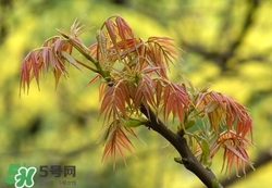 什么東西清火效果好？什么東西清火最快？