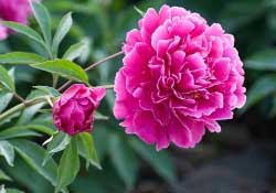 春天能種芍藥嗎？芍藥幾月種植？