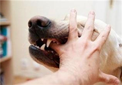 狂犬疫苗多少錢？狂犬疫苗價(jià)格？
