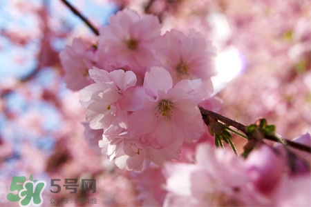 什么花可以釀酒？哪些花可以釀酒？