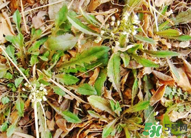 薺菜不能和什么一起吃？薺菜和什么相克？