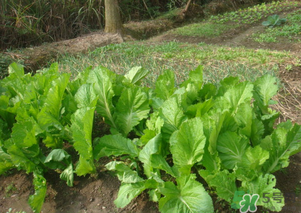芥菜能和雞肉一起吃嗎？芥菜與雞肉同吃會(huì)中毒嗎？