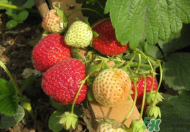 春天能種草莓嗎？春天可以種草莓嗎？