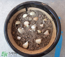 春天可以種大蒜嗎？春天什么時(shí)候種大蒜？