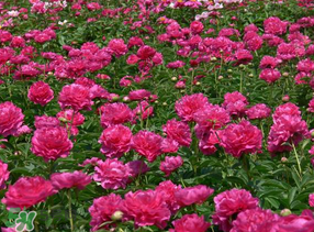 春天能種芍藥嗎？芍藥幾月種植？