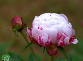 春天能種芍藥嗎？芍藥幾月種植？