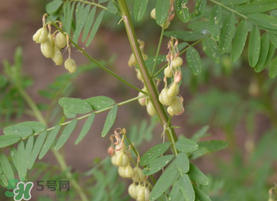 春天能吃黃芪嗎？春天吃黃芪好嗎？