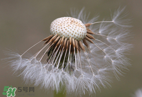 蒲公英多少錢一斤？蒲公英多少錢一克？
