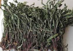 干的蒲公英多少錢一斤？蒲公英多少錢一斤干的？