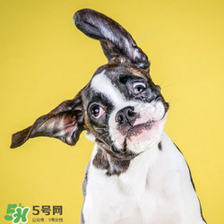 狂犬疫苗多少錢？狂犬疫苗價(jià)格？