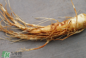 春天可以吃人參嗎？春季能進(jìn)補(bǔ)人參嗎？