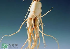 春天可以吃人參嗎？春季能進(jìn)補(bǔ)人參嗎？